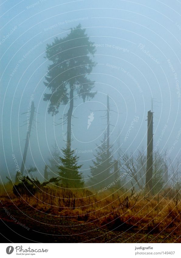 Twilight fell from above Forest Brocken Harz Hiking Fog Haze Tree Death of a tree Forest death Nature Environment Autumn Winter Cold Mystic November Mountain