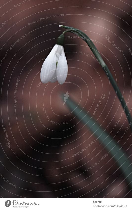 snowdrops Snowdrop Hope spring awakening Spring Flowering Spring flower Forerunners Spring flowering plant beginning of spring Early spring Nature Awakening