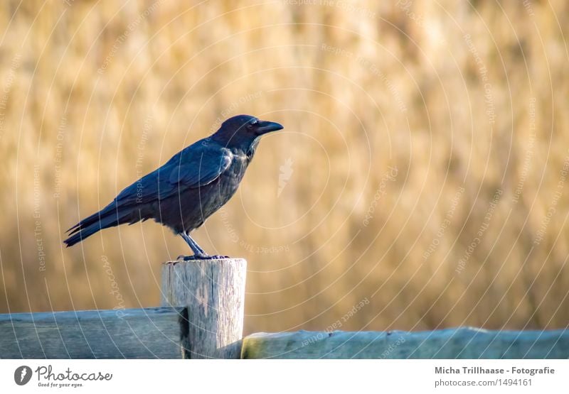 short rest Agriculture Forestry Environment Nature Animal Wild animal Bird Wing 1 Wood Flying Looking Sit Wait Curiosity Black Love of animals Freedom Life