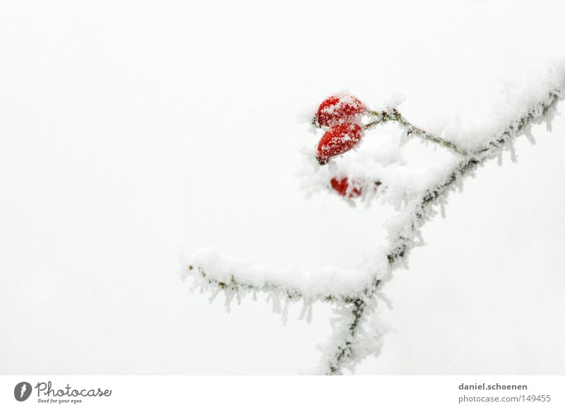 It's time! Hoar frost Ice Snow Winter Cold Frost Rose hip White Bright Background picture Branch Nature Seasons Fruit Dog rose