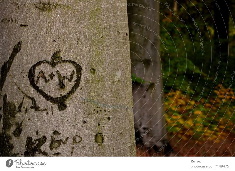 A + W = BF Colour photo Exterior shot Deserted Copy Space right Evening Light Shallow depth of field Work of art Nature Autumn Beautiful weather Tree Leaf