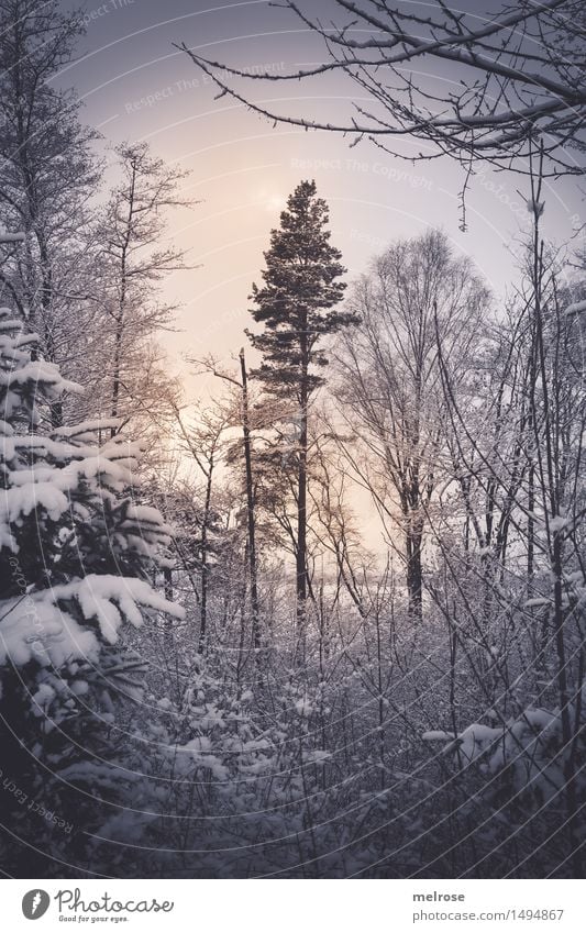 softly lit Nature Landscape Sun Winter Ice Frost Snow Snowfall Tree Tree trunk Treetop Twigs and branches Forest Back-light Visual spectacle Flare Illuminate