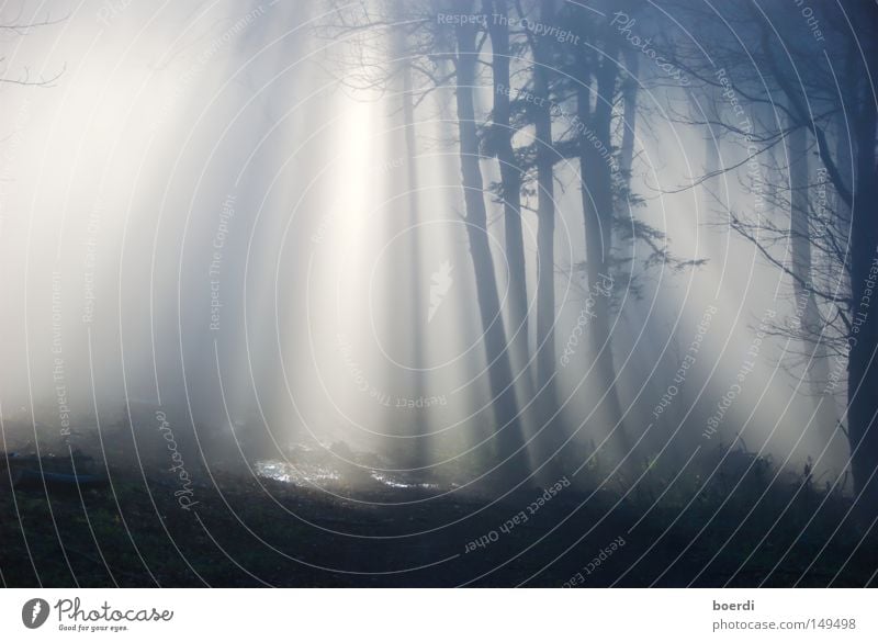 the mIst III Nature Landscape Autumn Bad weather Fog Tree Forest Dark Creepy Cold Gloomy Gray Black Mystic Exciting Damp September October November Forest road