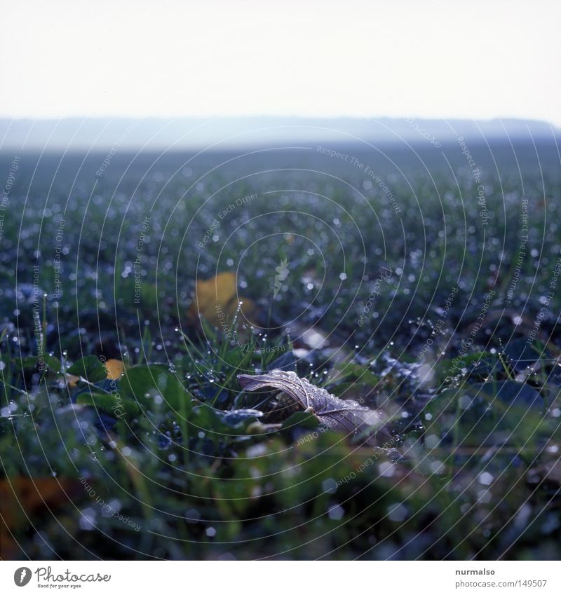 Autumn goes, winter comes. . . Field Leaf Mecklenburg-Western Pomerania Agriculture Horizon Free Clean Wet Grass Far-off places Fog Home country