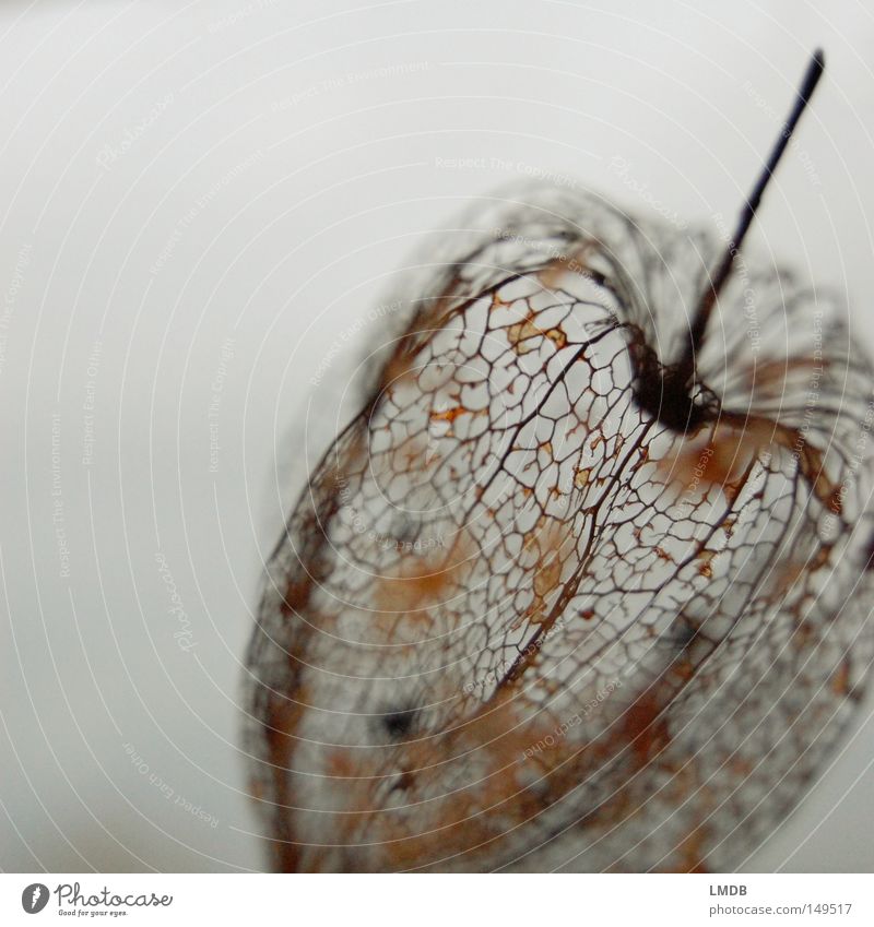 amour en cage Chinese lantern flower Skeleton Stalk Plant Flower Calm Relaxation Delicate Cage Transience Life Death Macro (Extreme close-up) Physalis Fragile