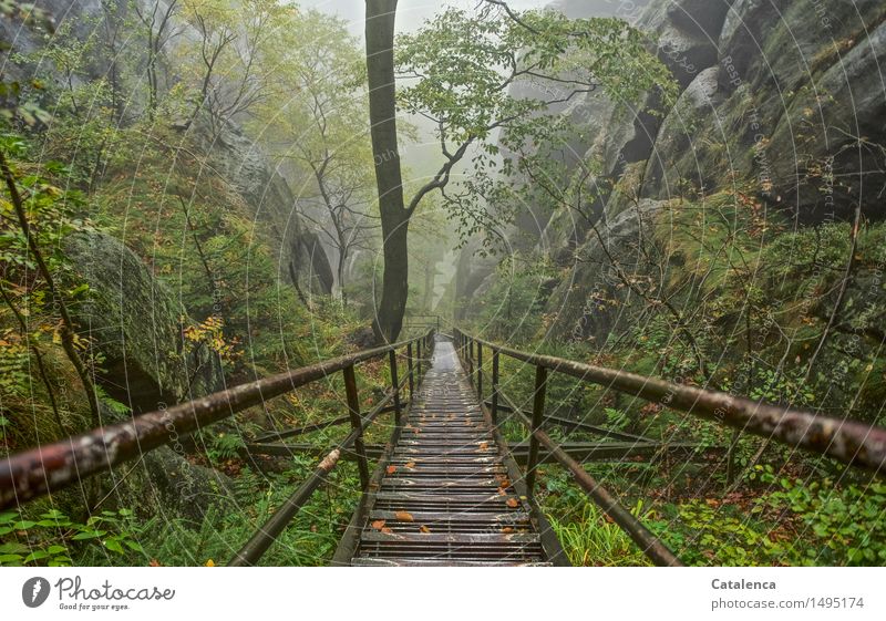 The long descent, metal ladder in rocky environment Fitness Trip Hiking Elbe Sandstone Nature Park Stairs Climbing Mountaineering Environment Landscape Plant