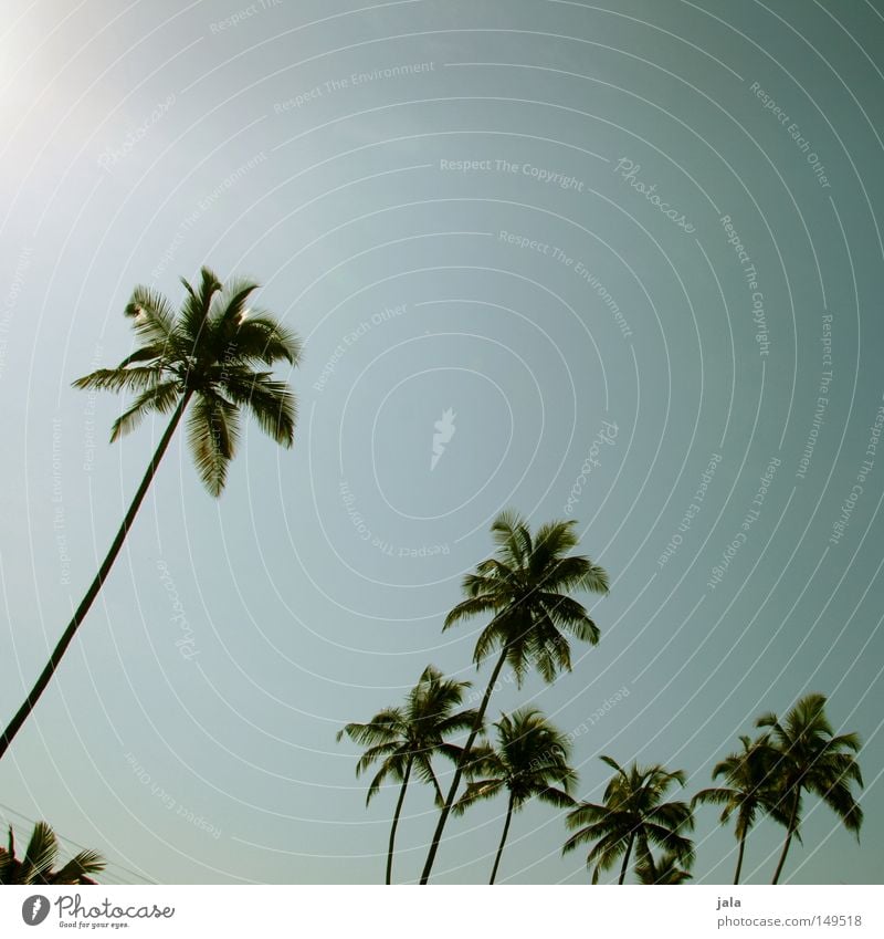 palm sky Palm tree Summer Vacation & Travel Calm Peace Travel photography Relaxation Goa Landscape Land Feature Power Force Concentrate India Blue Bright