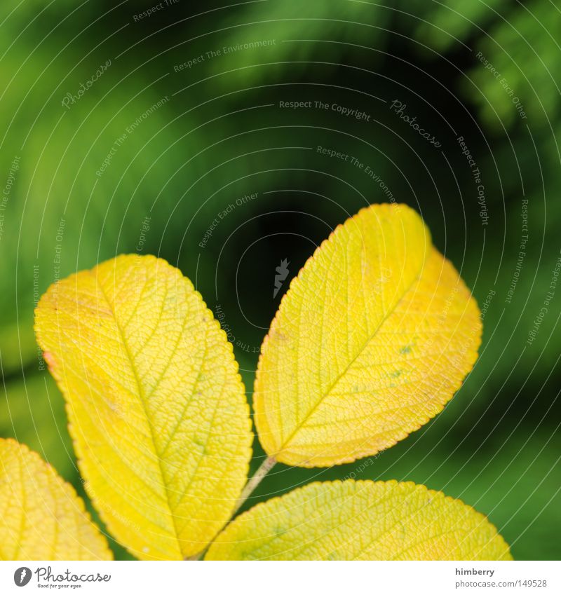 yellow tinge Autumn Leaf Seasons Autumnal colours Green Yellow Tree Gold Nature Structures and shapes Background picture Park Macro (Extreme close-up) Close-up