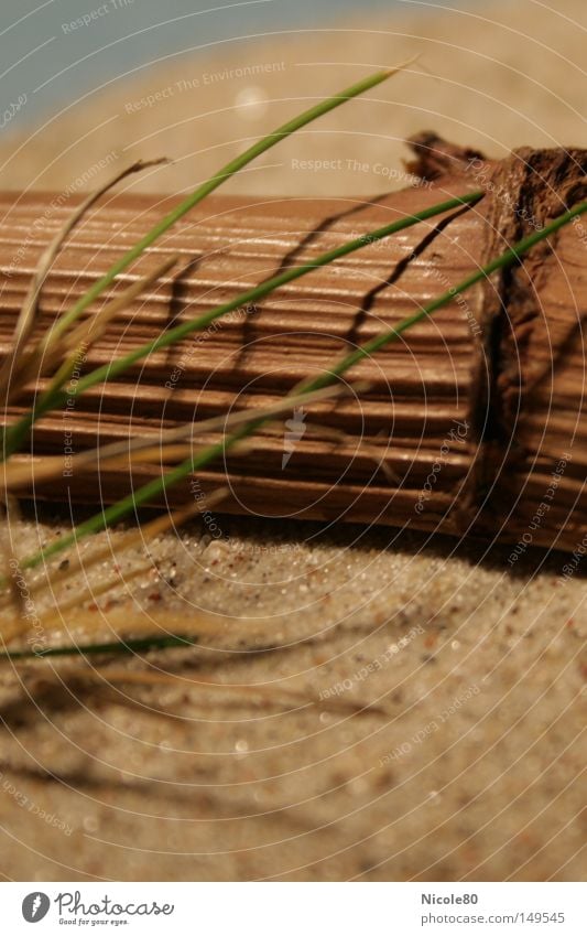 wish it was summer Sand Wood Grass Beach Decoration Warmth Still Life Summer Vacation & Travel Macro (Extreme close-up) Close-up