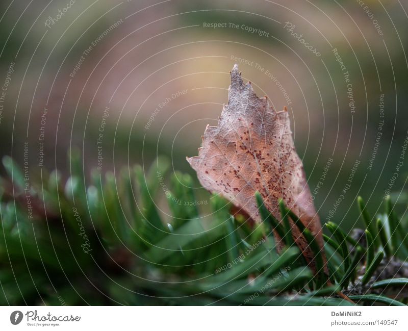 Autumn sends its greetings ... Leaf Green Spruce Nature environment leaves