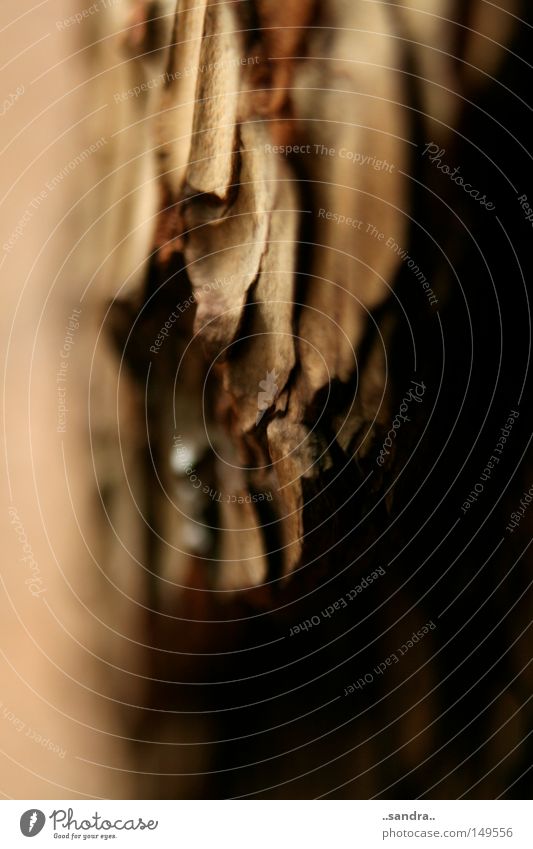 furrow Wood Texture of wood Structures and shapes Wood grain Tree Tree bark Detail Rough Furrow Growth Transience rutted Furrows of time