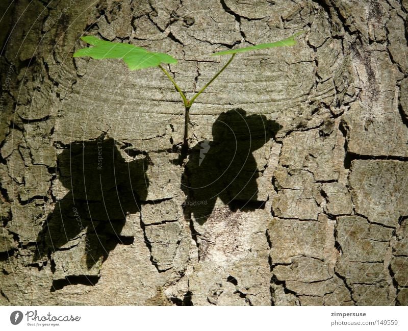 twin Maple tree Leaf Twig Tree bark Tree trunk Shadow Twin 2 Green Mountain maple Plantlet side shoot Double exposure twofold twins leafed through