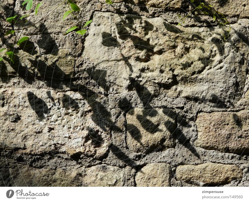 master bricklayer Wall (barrier) Tendril Plant Green Shadow Ivy Stone Climbing Park ranc wallflower masonry work