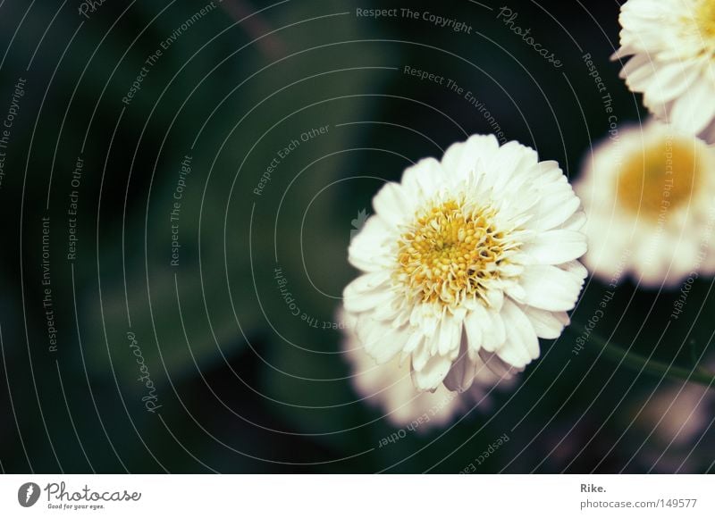 flower. Plant Flower Blossom Nature Environment Summer Spring Exterior shot Green Beautiful Fresh Romance Marguerite Daisy Meadow Garden Bed (Horticulture)