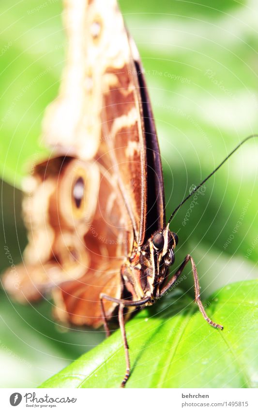 fluff Nature Plant Animal Beautiful weather Tree Leaf Garden Park Meadow Wild animal Butterfly Animal face Wing 1 Observe Relaxation Flying To feed Exceptional