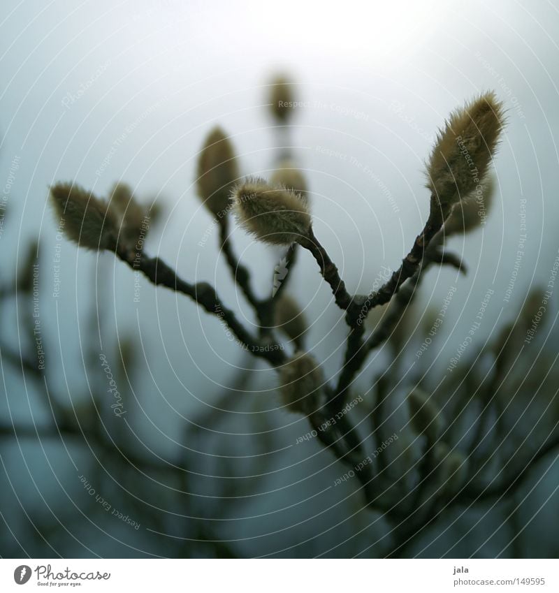 magnolia Twig Bushes Tree Branch Branchage Blossom Bud Leaf bud Grief Blur Faded Shriveled Nature Plant Growth Flourish Fairy tale Loneliness Gloomy November