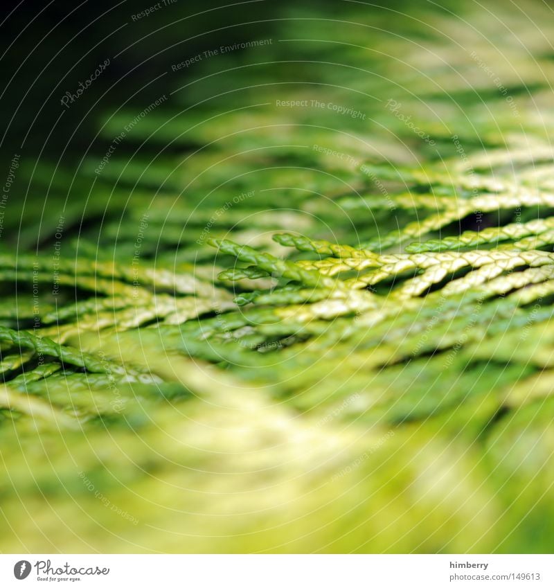 green wave Spruce Twig Shoot Green Nature Fir tree Tree Macro (Extreme close-up) Park Horticulture Growth Spring Environment Environmental protection