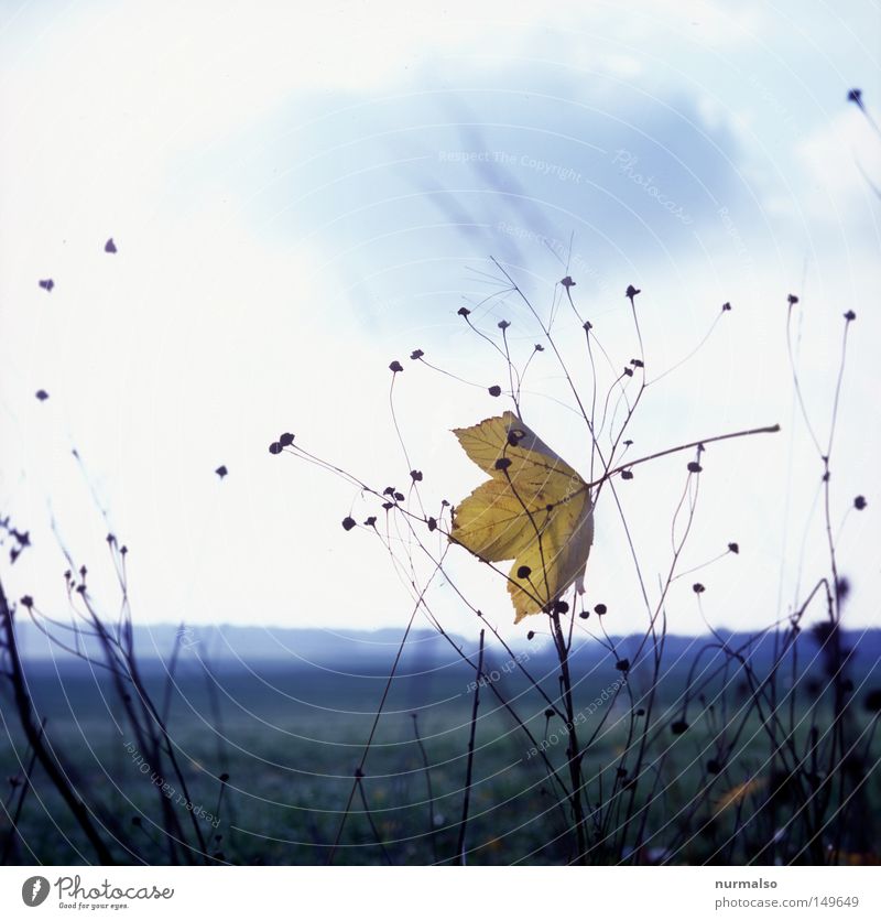 getting caught Wind Gale Bushes Winter Autumn Leaf Tree Mecklenburg-Western Pomerania Home country Field Nature Badlands Bleak Sky Rain Clouds Comfortless Cold