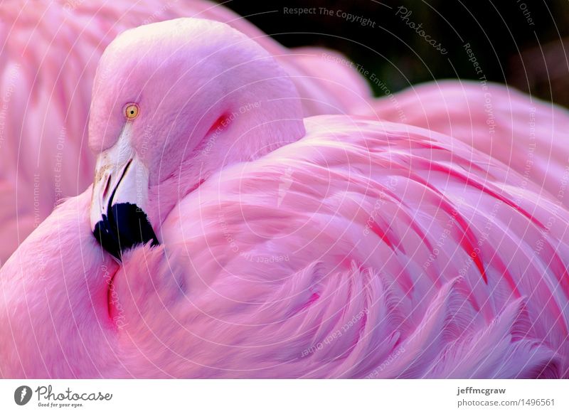 Chilean Flamingo Nature Animal Pet Wild animal Animal face 1 2 Elegant Natural Pink Black Calm Colour photo Multicoloured Detail Deserted Day