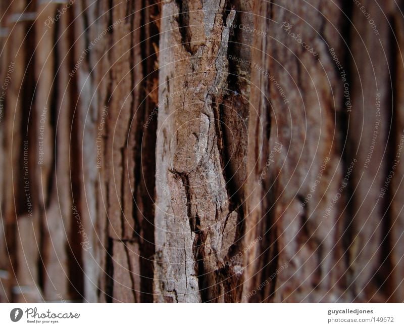 bark Summer Nature Tree bark Tree trunk Surface Depth of field Exterior shot Detail Structures and shapes Tree structure Copy Space right Copy Space left