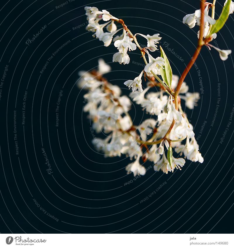 flower magic Blossom Flower White Black Gray Depth of field Bushes Leaf Branch Twig Simple Heartrending Minimal Simplistic Delicate Soft Plant Park Green Brown