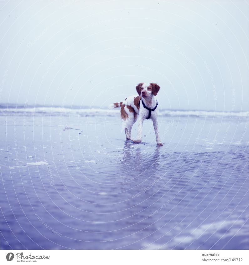 dog on the beach. Dog Beach Baltic Sea Water Salt Sea water Ocean Spain Hunting Hunter Lacking Speckled Pelt Wild animal To go for a walk Going Sand Sandy beach