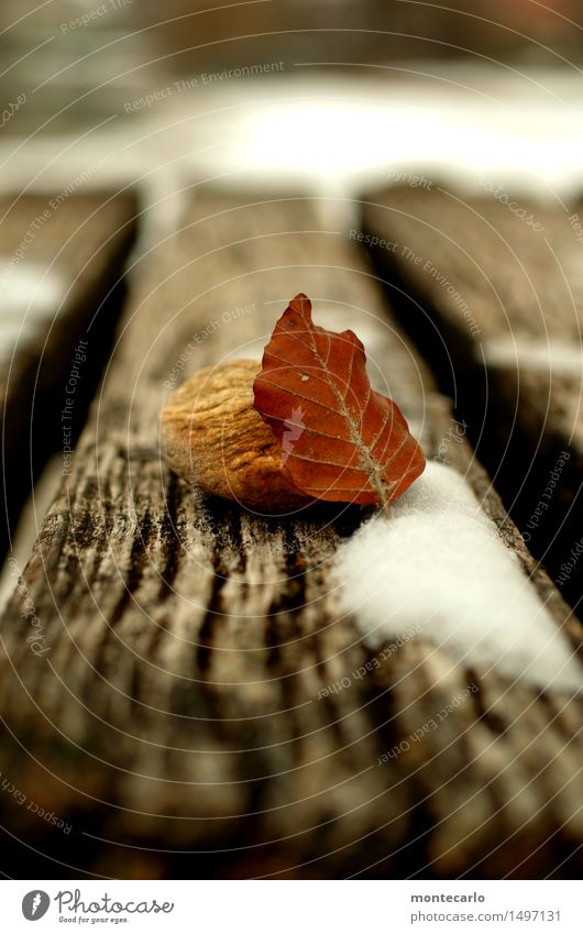 Just missed | winter Environment Nature Winter Climate Bad weather Snow Plant Leaf Foliage plant Wild plant Footbridge Stone Wood Old Dark Thin Simple Cold Near