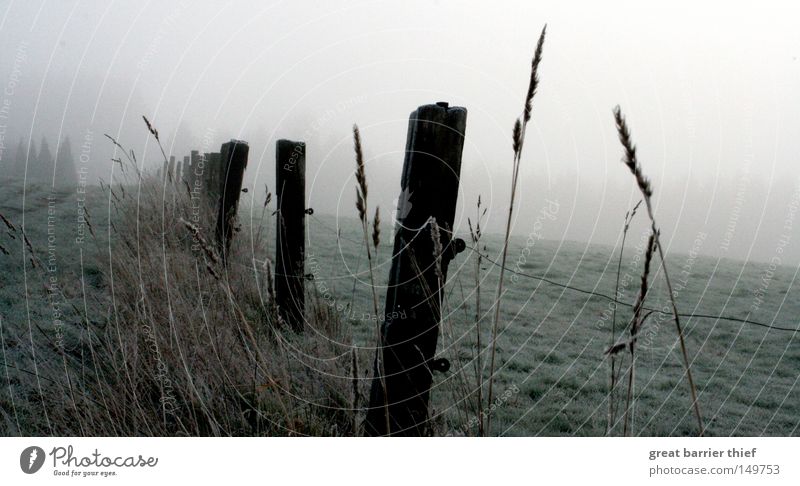 perspective ego Fog Wood Sky Meadow Clouds Gray Landscape Winter Grain Pasture