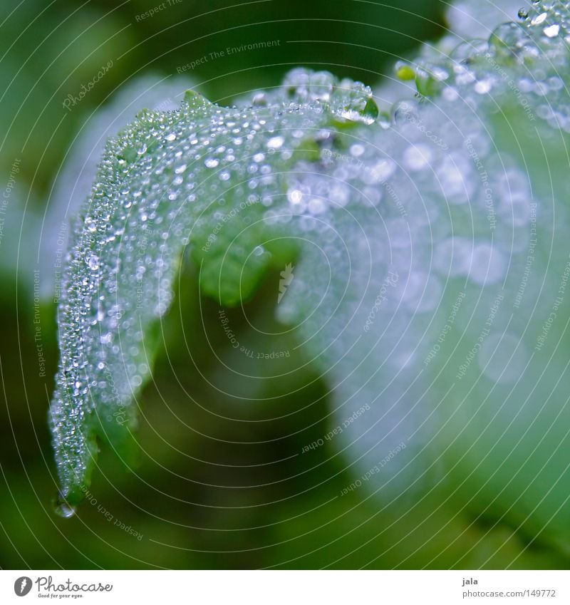 glittering forest Drops of water Water Rain Thunder and lightning Plant Life Thirst Cast Romance Beautiful Harmonious Damp Wet Glittering Autumn Leaf