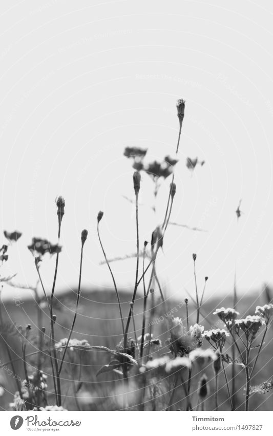 Just missed the theme, "colorful flower meadow." Nature Plant Sky Autumn Beautiful weather Flower Blossom Meadow Hill Gray Black White Flower meadow