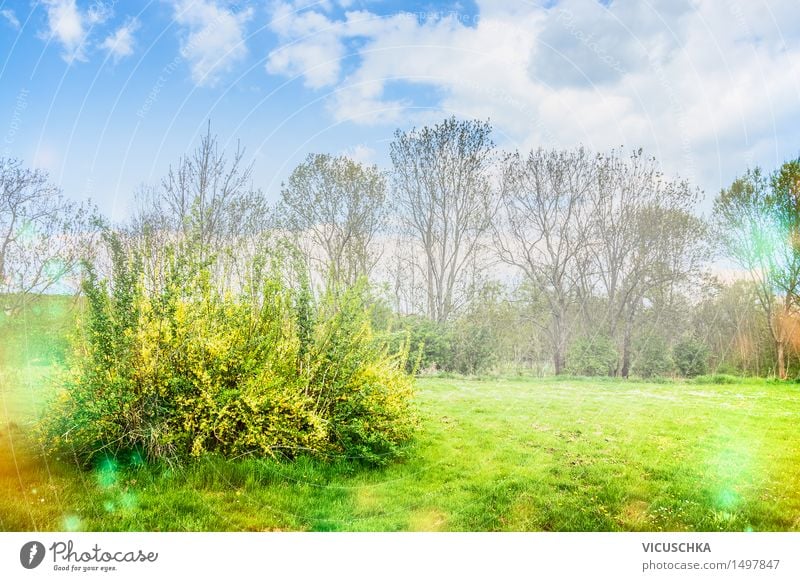 Flowering forsythia in the garden or park Design Garden Nature Plant Sky Sunlight Spring Beautiful weather Tree Bushes Leaf Blossom Park Blossoming Yellow April