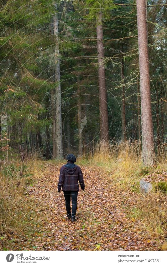 Walk in the dark autumn forest Healthy Feminine Woman Adults 1 Human being Nature Earth Autumn Tree Forest Movement Relaxation Going Dark Simple Small Natural