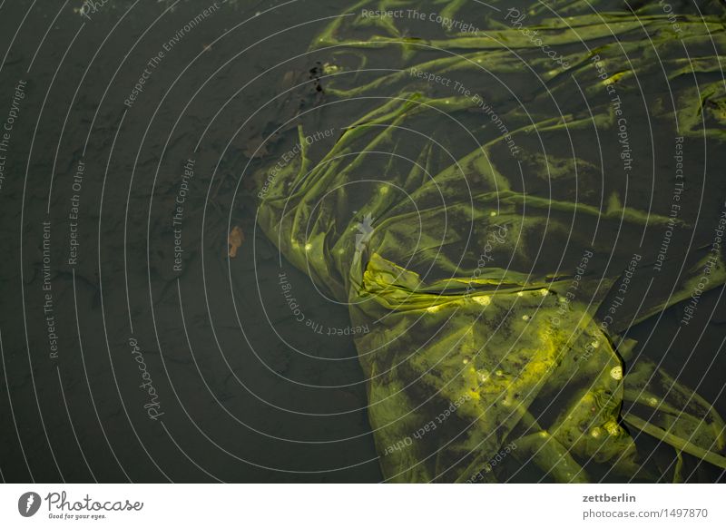 PVC in H2O Water Surface of water Puddle Effluent Environmental pollution Dirty Packing film Plastic Poison Yellow Wrinkles Float in the water