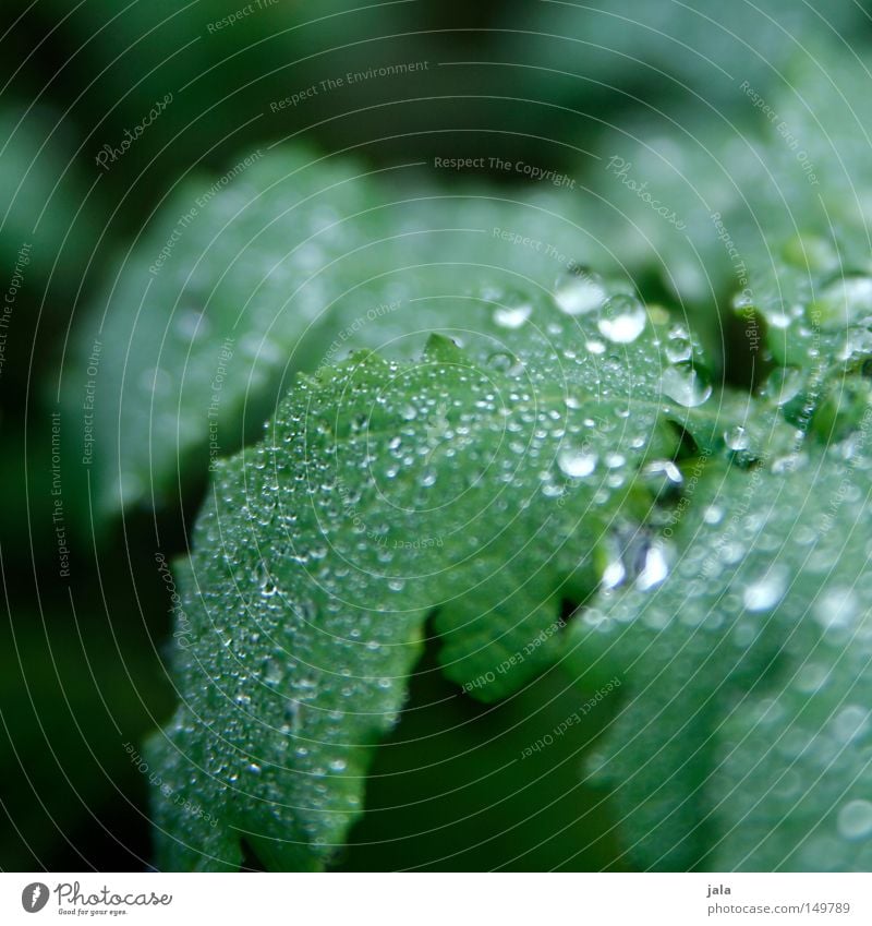 glitter forest II Drops of water Water Rain Thunder and lightning Plant Life Thirst Cast Romance Beautiful Harmonious Leaf Damp Wet Glittering Autumn