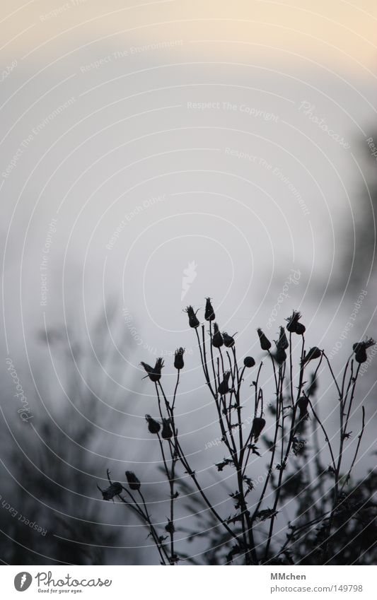 Awakening in the morning Fog Morning Gloomy Colorless November Autumn Winter Gray Plant Decompose Blossoming Faded Black Shriveled Death Dry Bushes Calm Peace