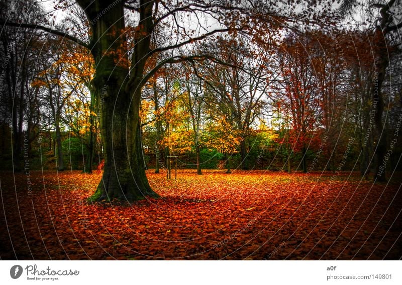 all good things come to an end Autumn Orange Tree Decline Yellow Green Urban forest Seasons End Nature Leaf Vignetting HDR a0f falling leaves autum Beautiful