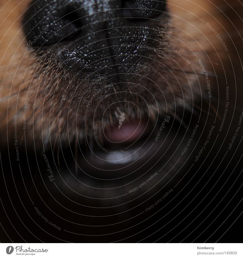 cold snout Snout Dog Animal Mouth Pet Odor Facial hair Beard hair Mammal Macro (Extreme close-up) Close-up Tongue sniffer dog Lips Nose