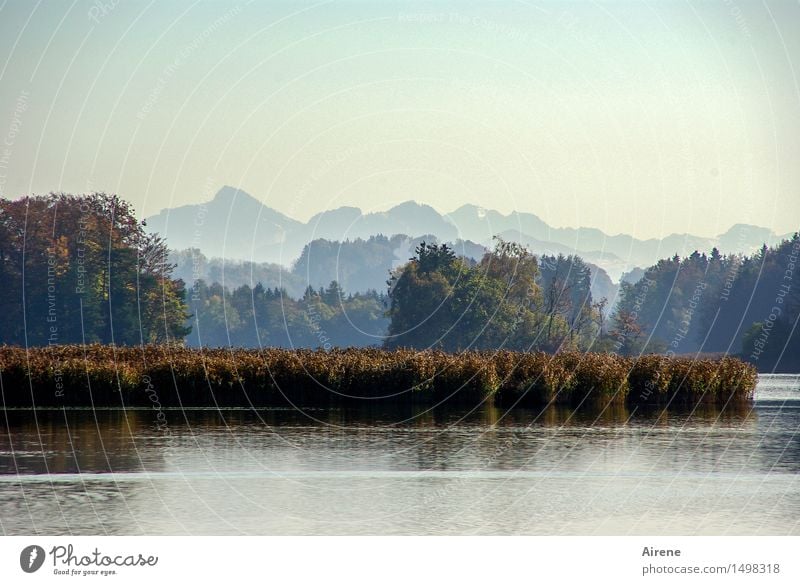 Silent lake Vacation & Travel Tourism Trip Landscape Water Sky Autumn Tree Common Reed Aquatic plant Autumn leaves Alps Mountain Lake Mountain lake Simple