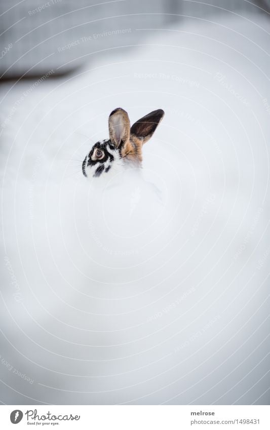 downhill Landscape Winter Bad weather Snow Garden Animal Pet Pygmy rabbit Rodent Mammal Hare ears Hare & Rabbit & Bunny 1 snow bath Dive Australia Observe