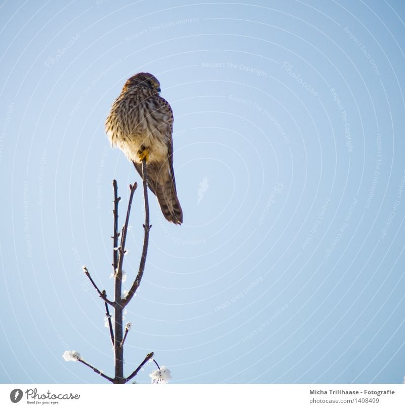 View bird of prey Environment Nature Animal Sky Cloudless sky Sunlight Beautiful weather Snow Wild animal Bird Animal face Wing 1 Observe To hold on Hunting Sit