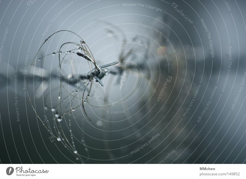 On wire Wire Barbed wire Fence Pierce Prickle Pelt Cow Winter pelt Fog November Autumn Dreary Gloomy Colorless Gray Drops of water Wet Water