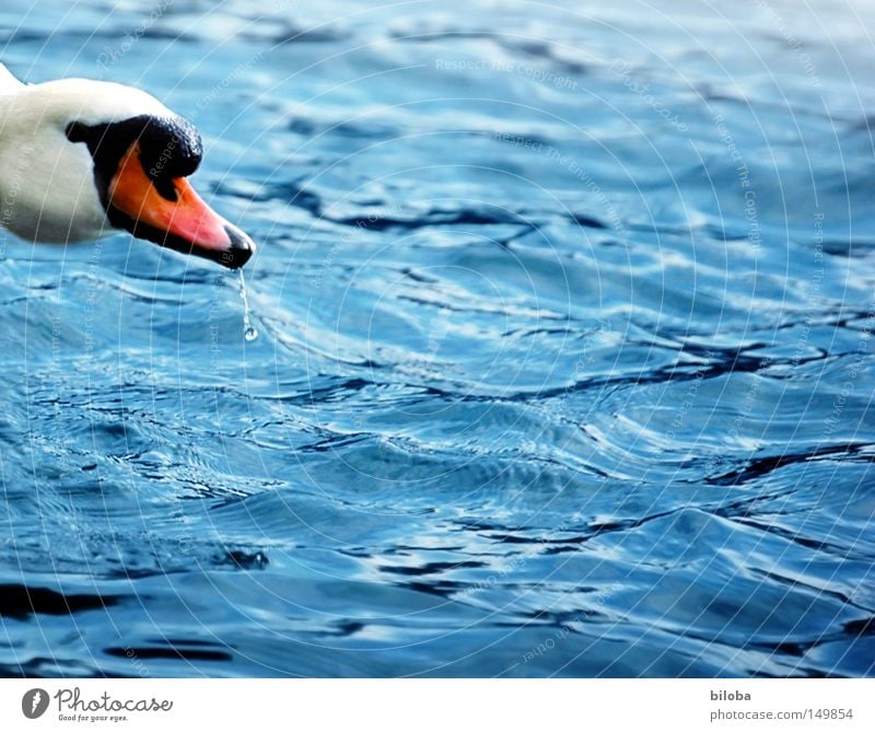 Hello! Anybody there? Swan White Neck Long Beak Orange Black Feather Eyes Looking Water Deep Green Reflection Lake Flamingo Auks Gull birds Duck birds Bird