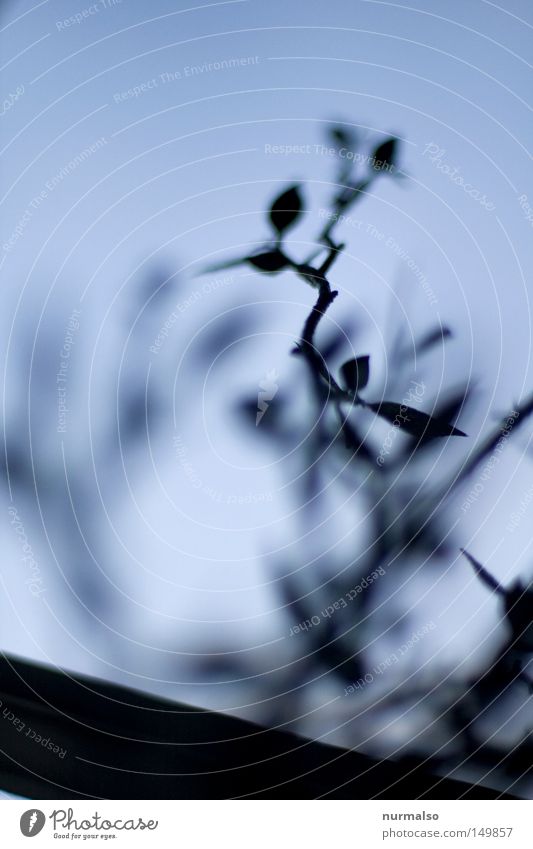 Delicate Branch Sky Jewellery Window Decoration Castle Lock Park Leaf Art China Gloomy Colorless Monochrome Metal Blue Emotions Colour Things frapoldis