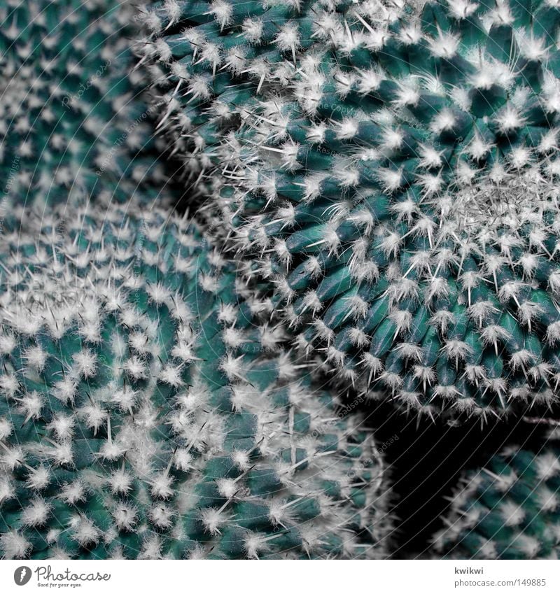 prickly Cactus Plant Flower Houseplant Blossom Blossoming Nature Window board Flowerpot Thorn Thorny Point Harm Pain Green Cyan Interior shot Close-up Desert