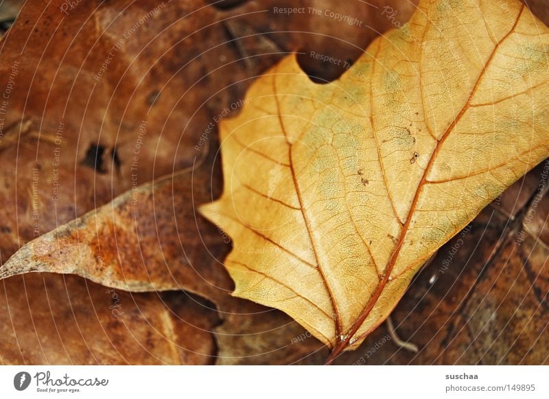 vacation .. (oh no restlaub) Leaf Vessel Brown Yellow Limp Cold Winter Autumn Seasons Dark Sleep Freeze Macro (Extreme close-up) Close-up Transience Shriveled