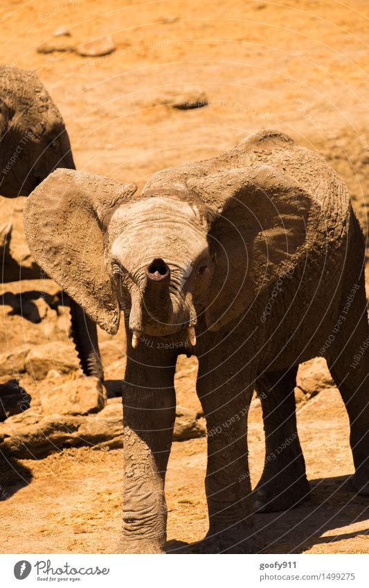 Little cheeky elephant Environment Nature Landscape Earth Sand Spring Summer Beautiful weather Desert Animal Wild animal Animal face Animal tracks Elephant 1