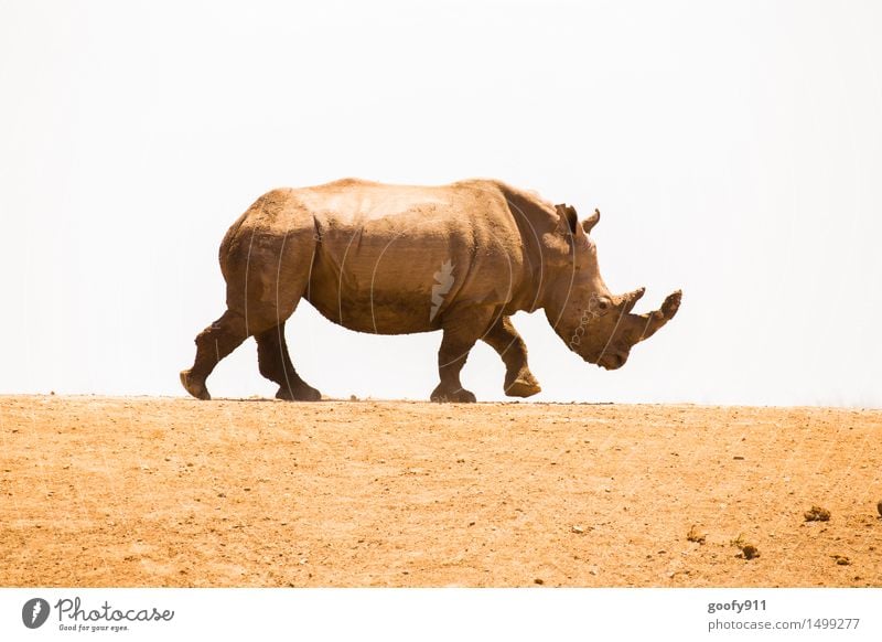 rhinoceros Environment Nature Landscape Sand Sky Sun Sunlight Spring Summer Beautiful weather Warmth Drought Desert Animal Wild animal Animal face Animal tracks