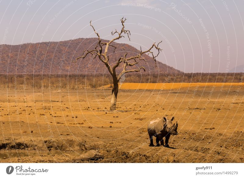 Africa Environment Nature Landscape Sand Sun Spring Summer Tree Hill Desert Animal Wild animal Animal face Animal tracks Rhinoceros 2 Baby animal Animal family