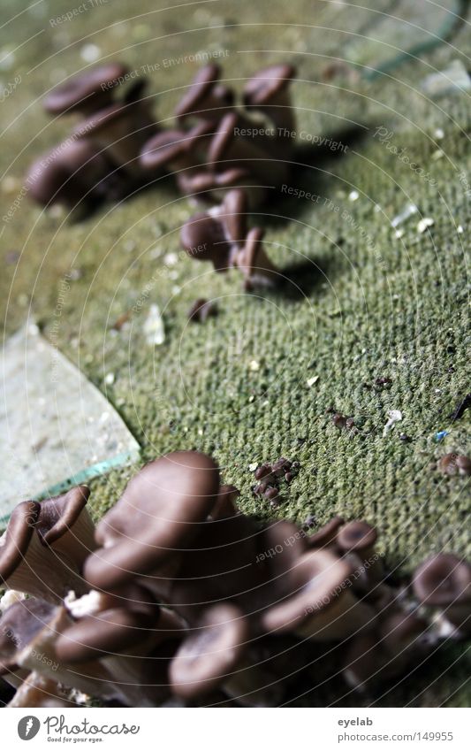 Delicious carpet mushroom Carpet Coating Mushroom Shard Dirty Old Derelict Damp Shabby Floor covering Close-up Growth Adaptable Decline Assertiveness Sprout