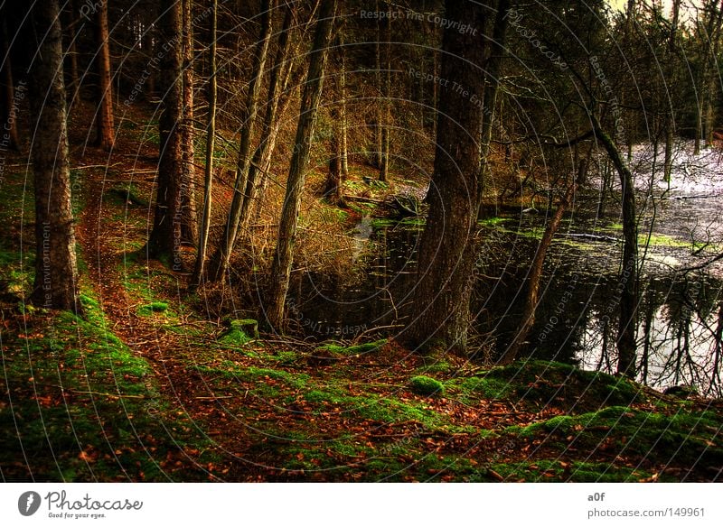 alone Pond Calm Forest Lanes & trails Tree Dark Winter Snow Past Ominous Loneliness